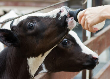 Nutrição de bezerras é a chave para o sucesso na produção de leite