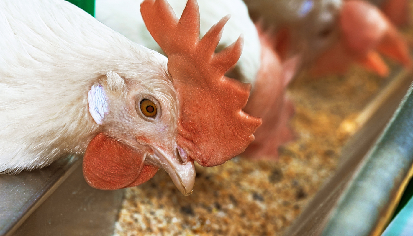Como as enzimas podem auxiliar na nutrição de aves