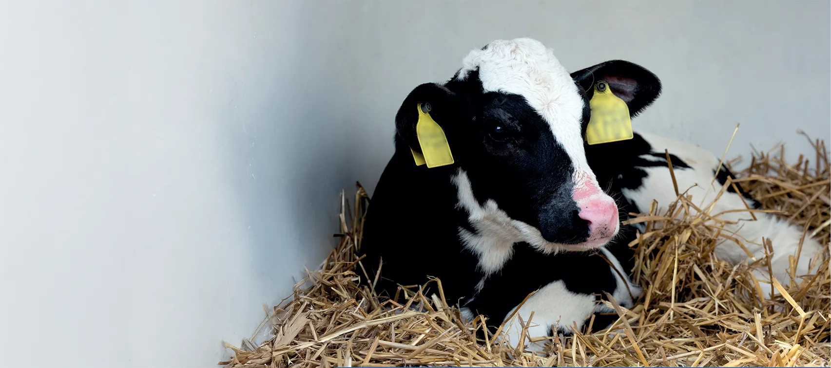 topo-bezerra-milk4calf-t