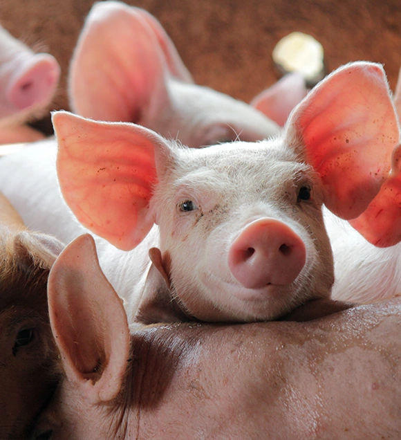 suinos-nutricao-animal-fairfeed